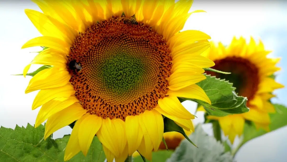 sunflower-blog-post