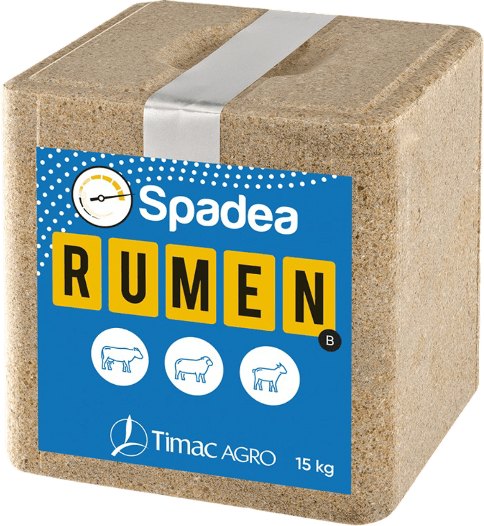 Spadea Rumen B